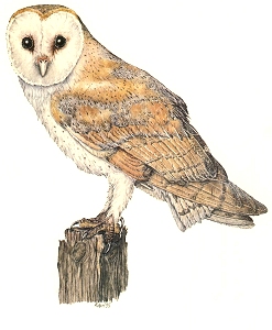 barn owl painting